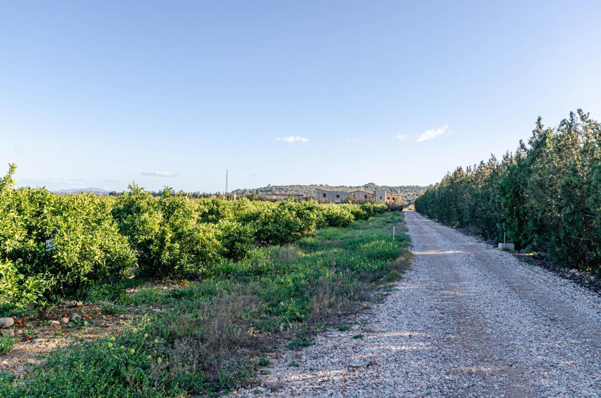 El Limonar De Mallorca - Agroturismo Ballerics Екстер'єр фото